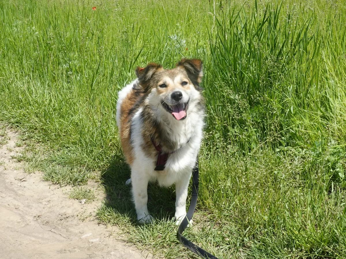 Happy, female Mixed Breed for adoption at Hope for lost Souls e.V., Kleinostheim