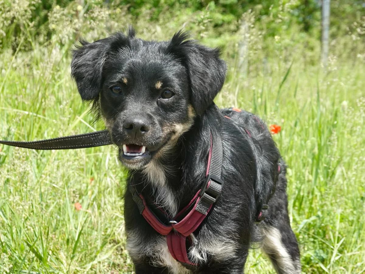 Tara, female Mixed Breed for adoption at Hope for lost Souls e.V., Kleinostheim
