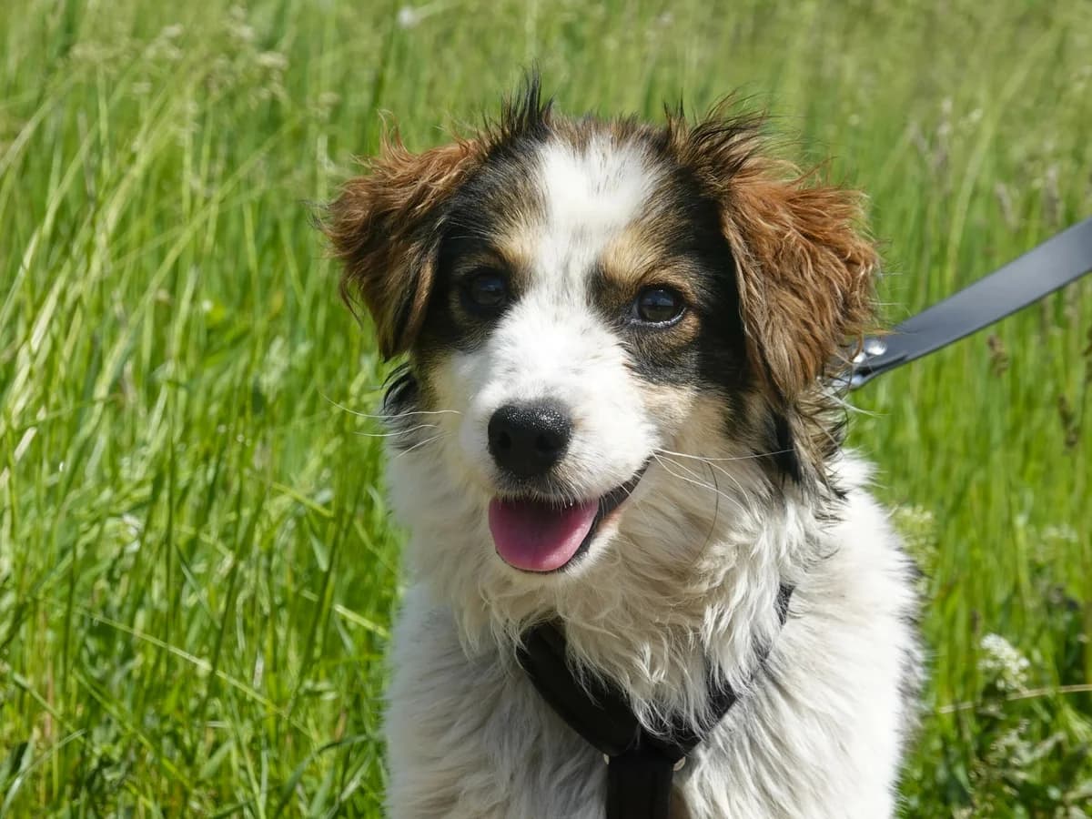 Romy, female Mixed Breed for adoption at Hope for lost Souls e.V., Kleinostheim