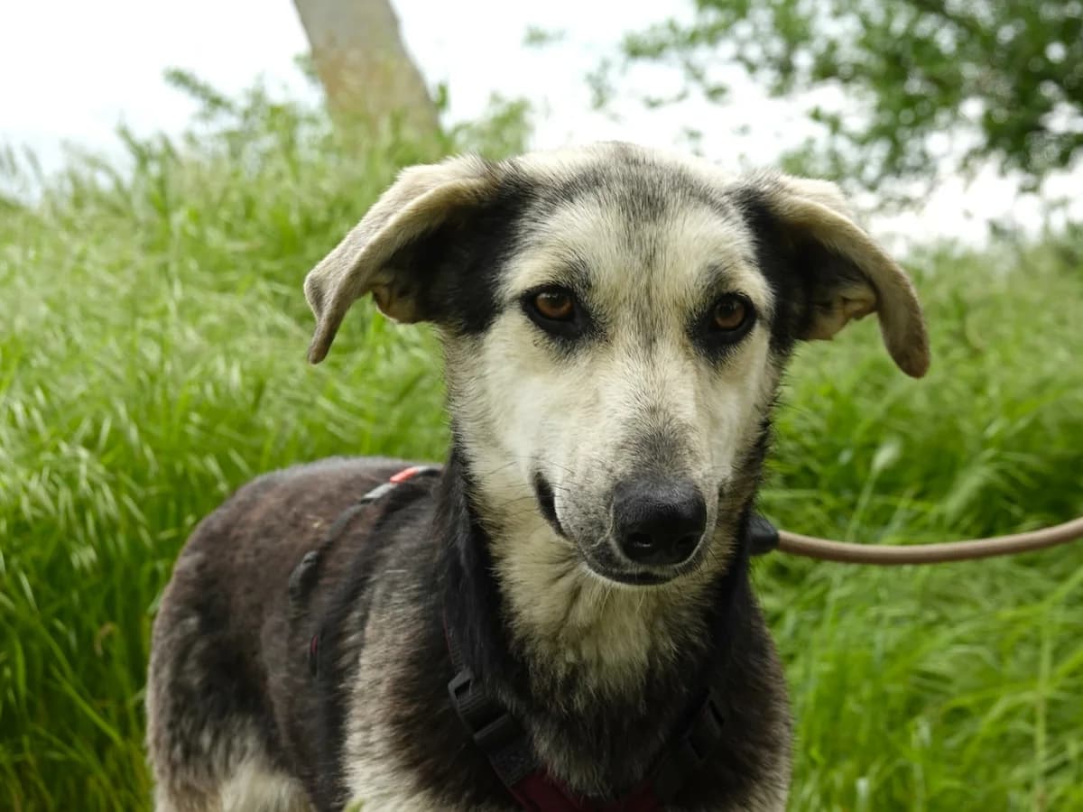 Bibi, female Mixed Breed for adoption at Hope for lost Souls e.V., Kleinostheim