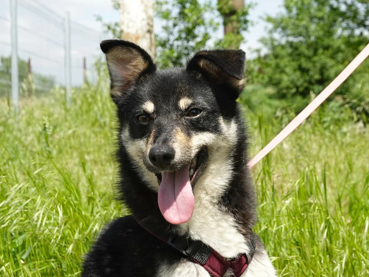Lakota, female Mixed Breed for adoption at Hope for lost Souls e.V., Kleinostheim