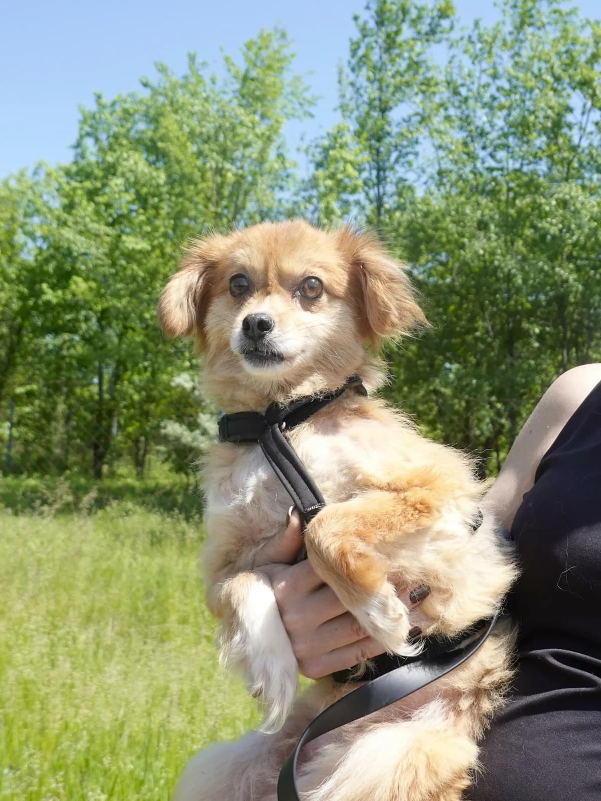 Mirinda, female Mixed Breed for adoption at Hope for lost Souls e.V., Kleinostheim