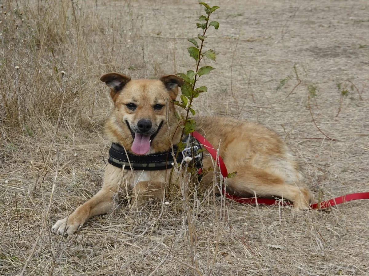 Sunny, female Mixed Breed for adoption at Hope for lost Souls e.V., Kleinostheim