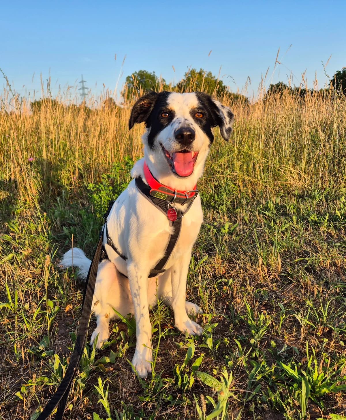 Skyla, female Mixed Breed for adoption at Hope for lost Souls e.V., Kleinostheim