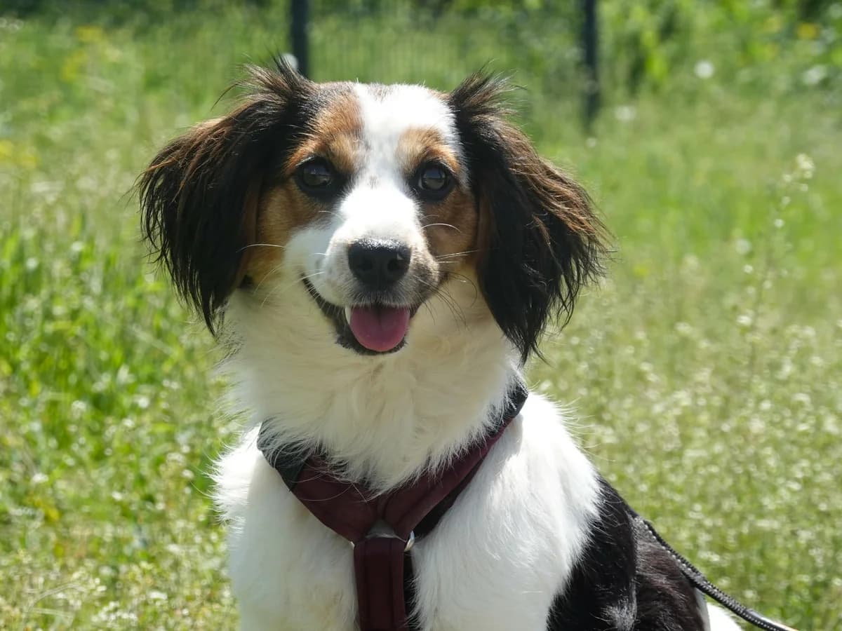 Linea, female Mixed Breed for adoption at Hope for lost Souls e.V., Kleinostheim