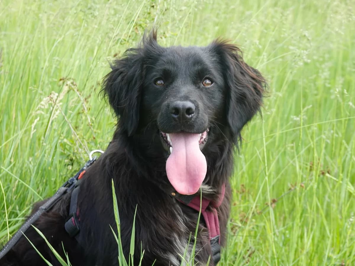 Marley,  Mixed Breed for adoption at Hope for lost Souls e.V., Kleinostheim