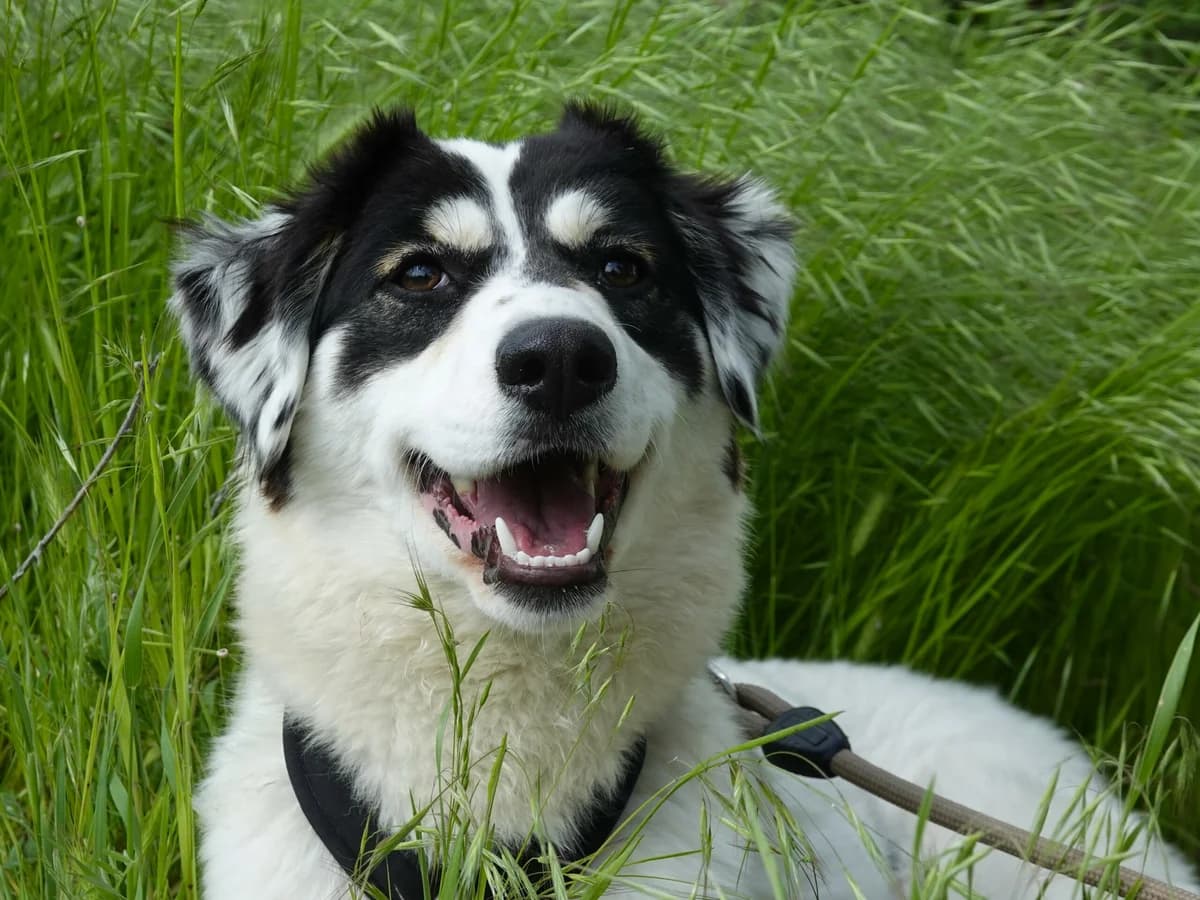 Mira, female Mixed Breed for adoption at Hope for lost Souls e.V., Kleinostheim