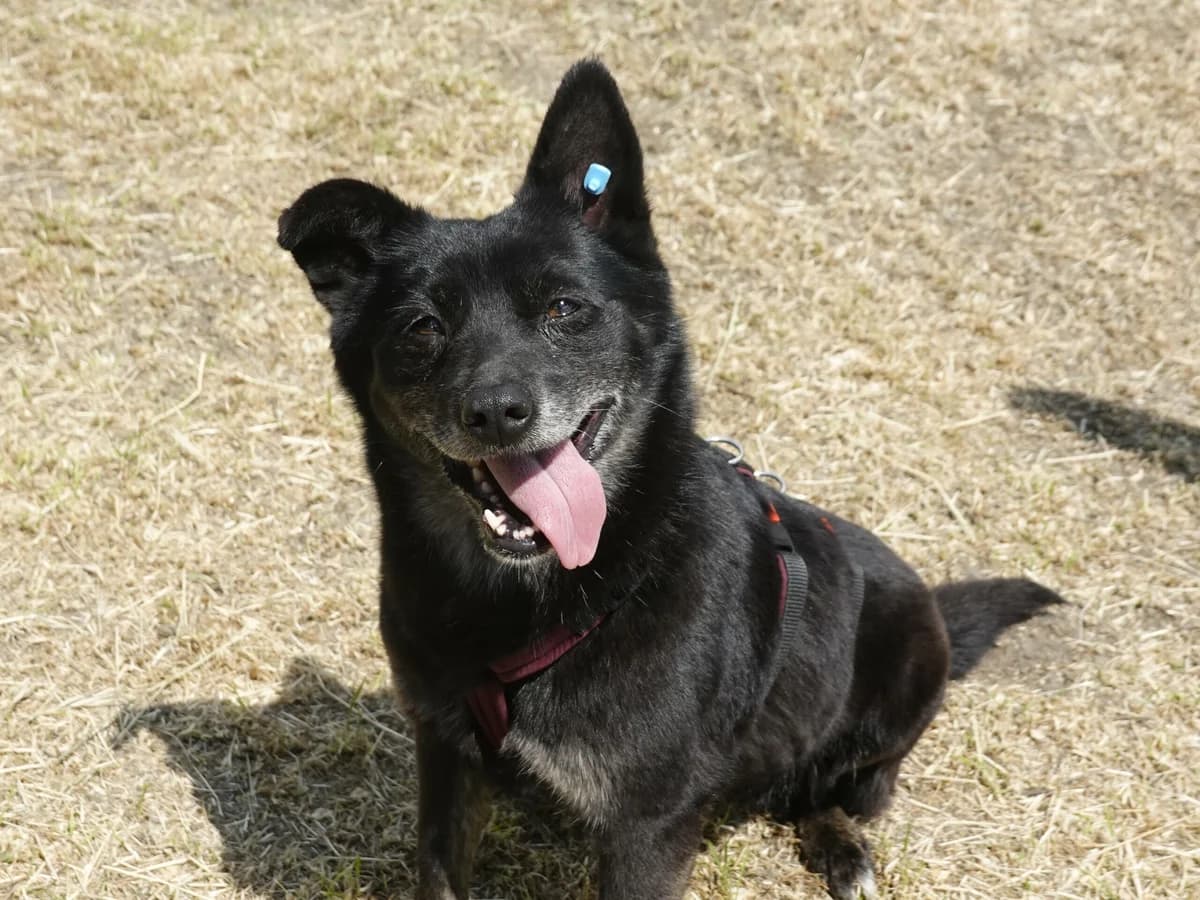 Raya, female senior Mixed Breed for adoption at Hope for lost Souls e.V., Kleinostheim