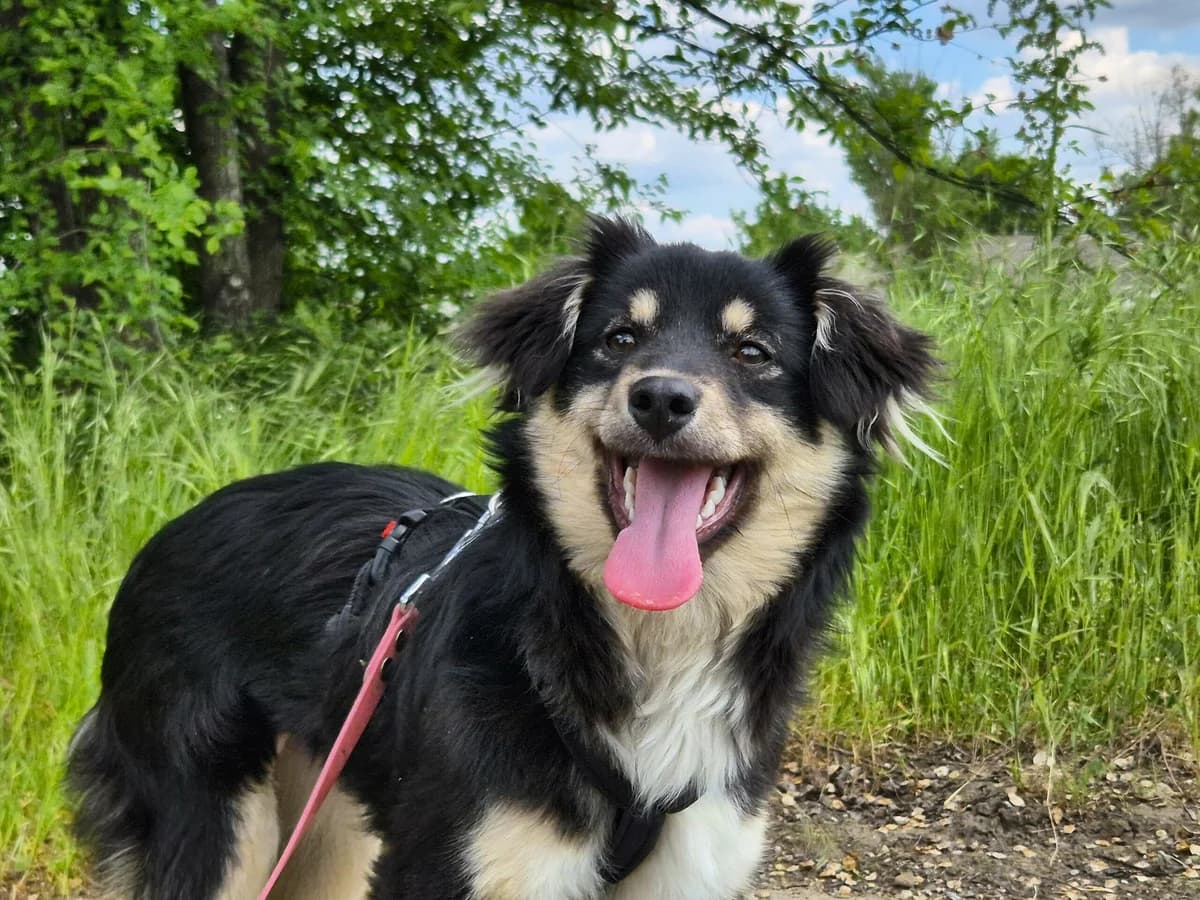 Stacy, Mixed Breed (Hope for lost Souls e.V.)