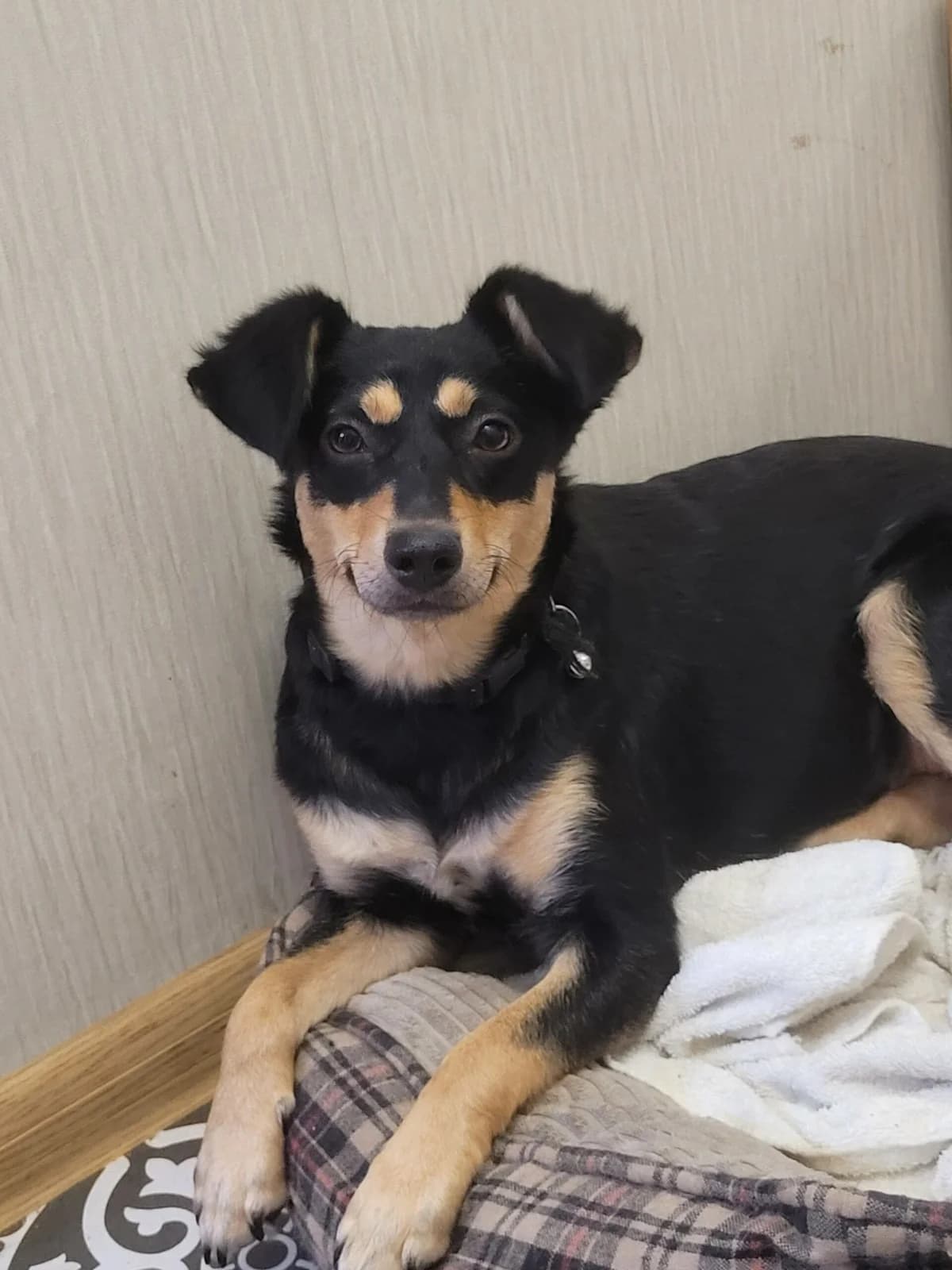 Emily, female Mixed Breed for adoption at Hope for lost Souls e.V., Kleinostheim