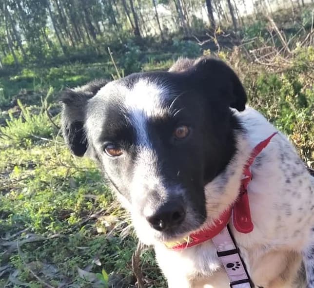 cooper, male 6yo Mixed Breed for adoption at HOPE 4 FRIENDS e.V., Sulzfeld