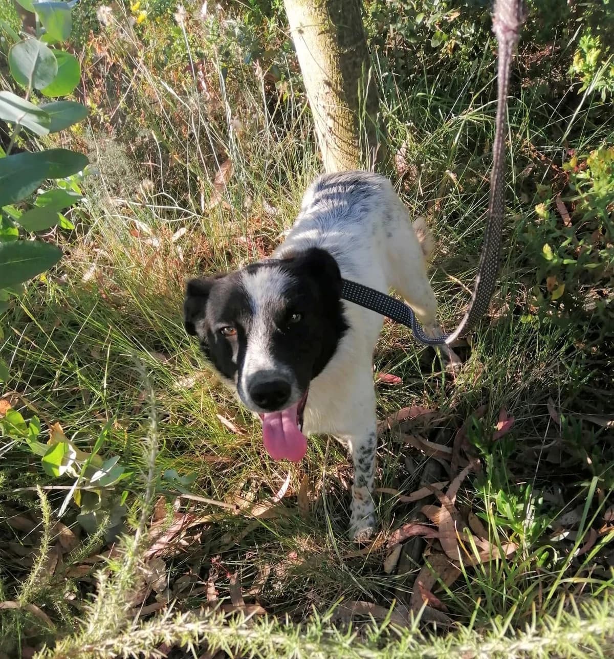 cooper, male Mixed Breed for adoption at HOPE 4 FRIENDS e.V. — photo 2 of 29