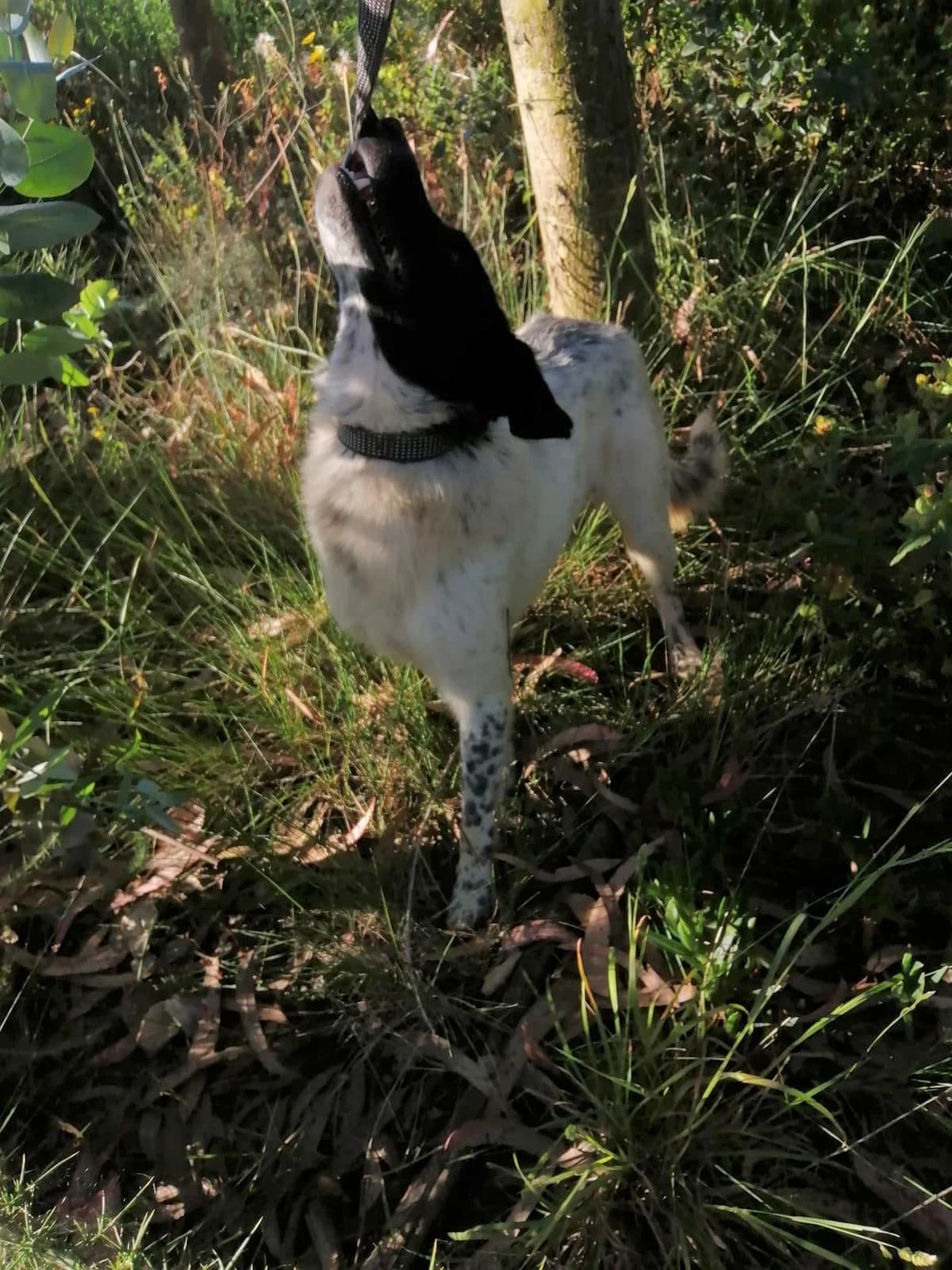 cooper, male Mixed Breed for adoption at HOPE 4 FRIENDS e.V. — photo 3 of 29