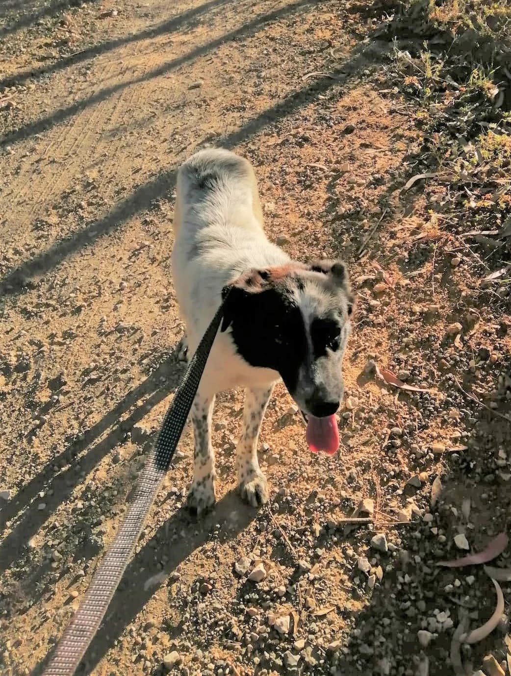 cooper, male Mixed Breed for adoption at HOPE 4 FRIENDS e.V. — photo 4 of 29