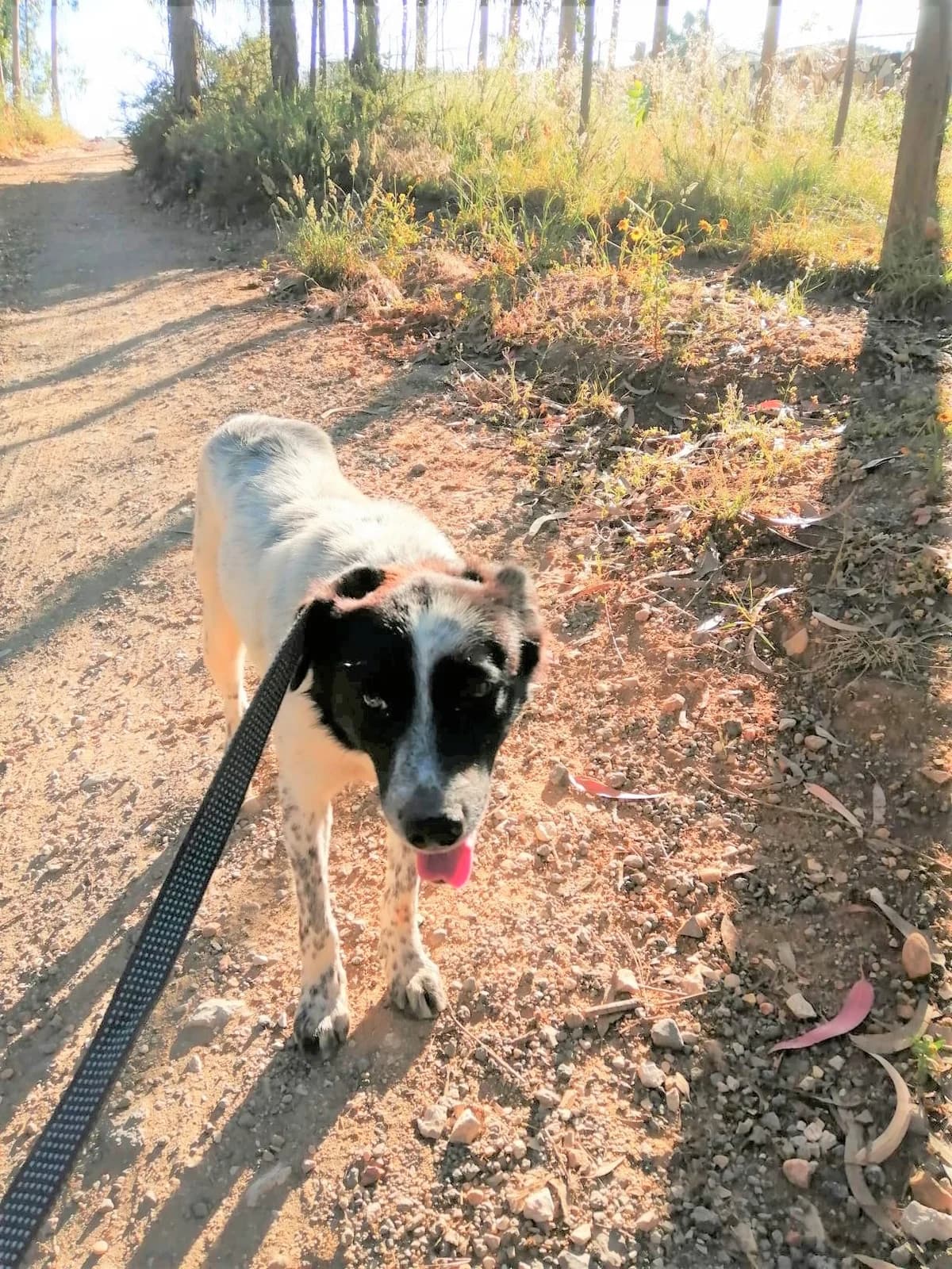 cooper, male Mixed Breed for adoption at HOPE 4 FRIENDS e.V. — photo 5 of 29