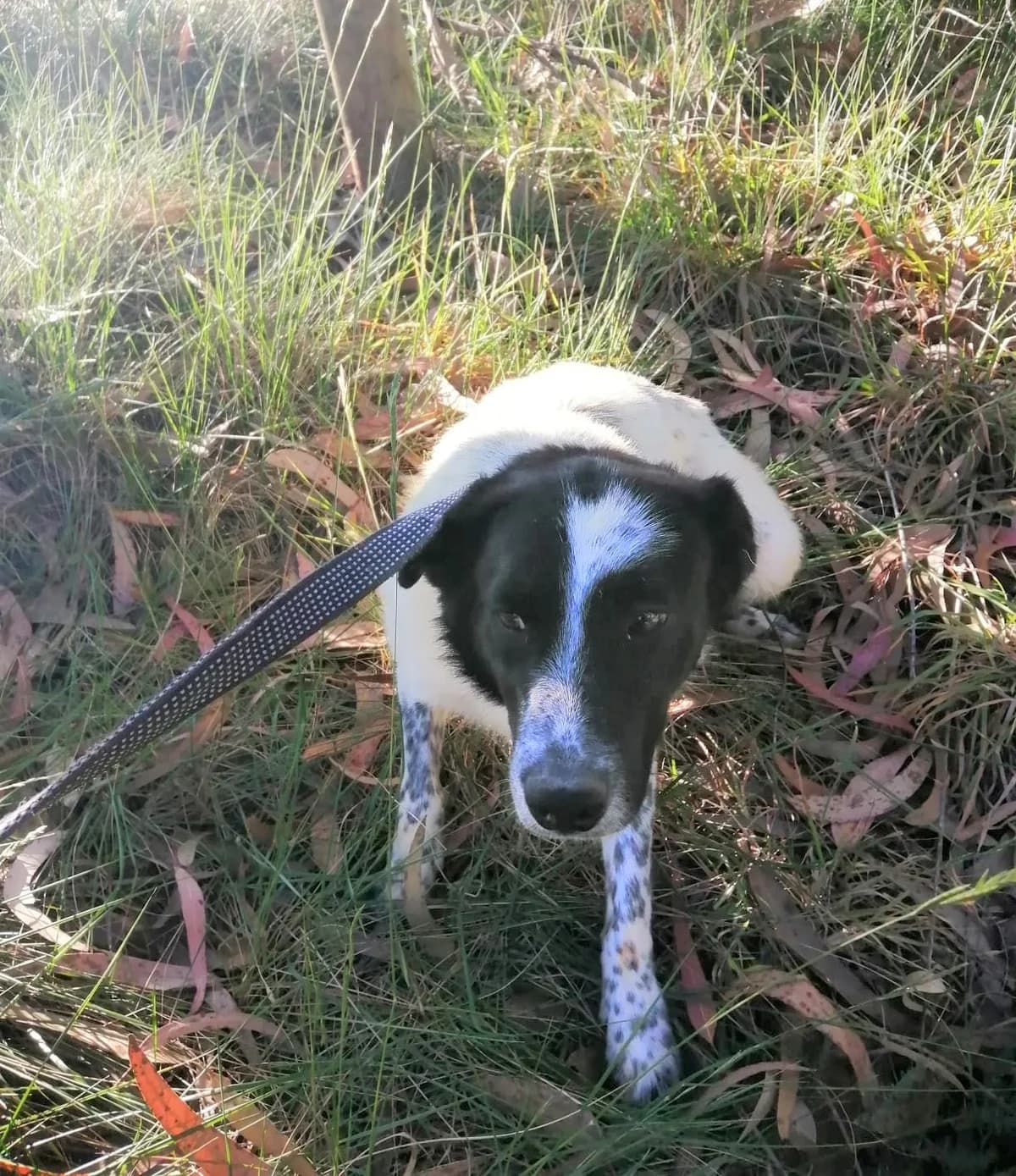 cooper, male Mixed Breed for adoption at HOPE 4 FRIENDS e.V. — photo 6 of 29