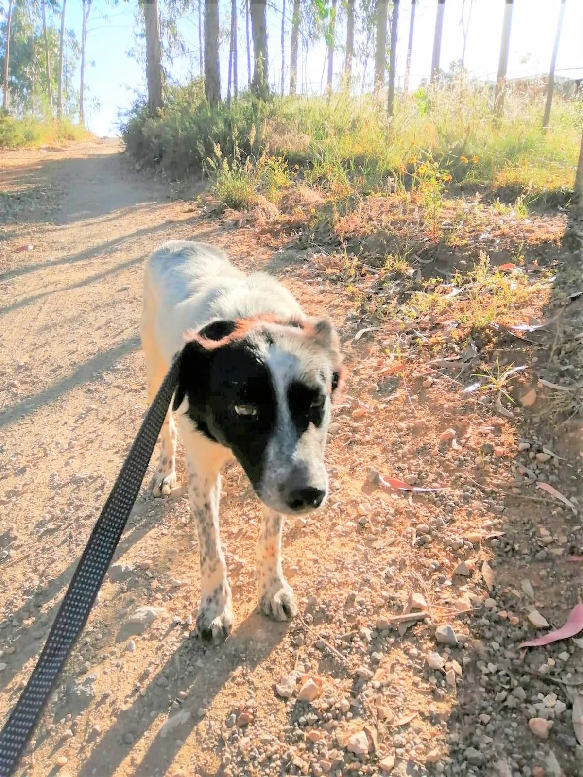 cooper, male Mixed Breed for adoption at HOPE 4 FRIENDS e.V. — photo 7 of 29