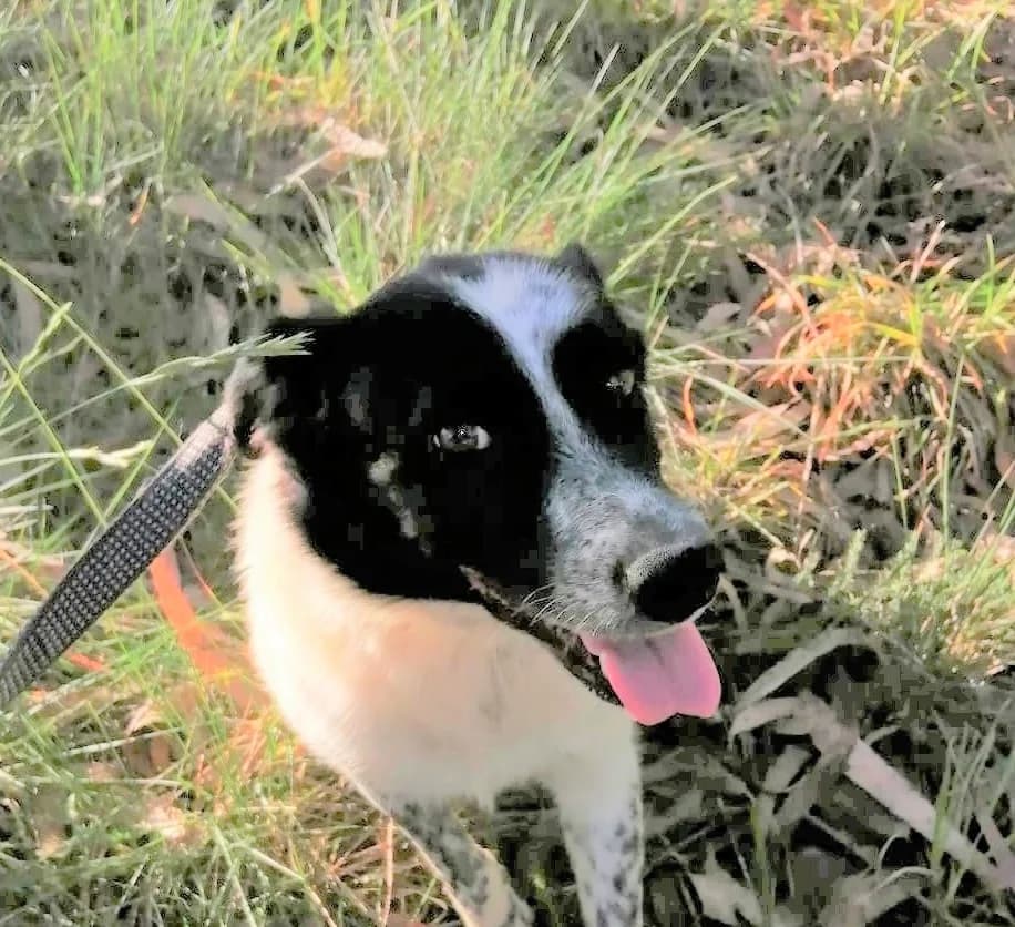 cooper, male Mixed Breed for adoption at HOPE 4 FRIENDS e.V. — photo 8 of 29