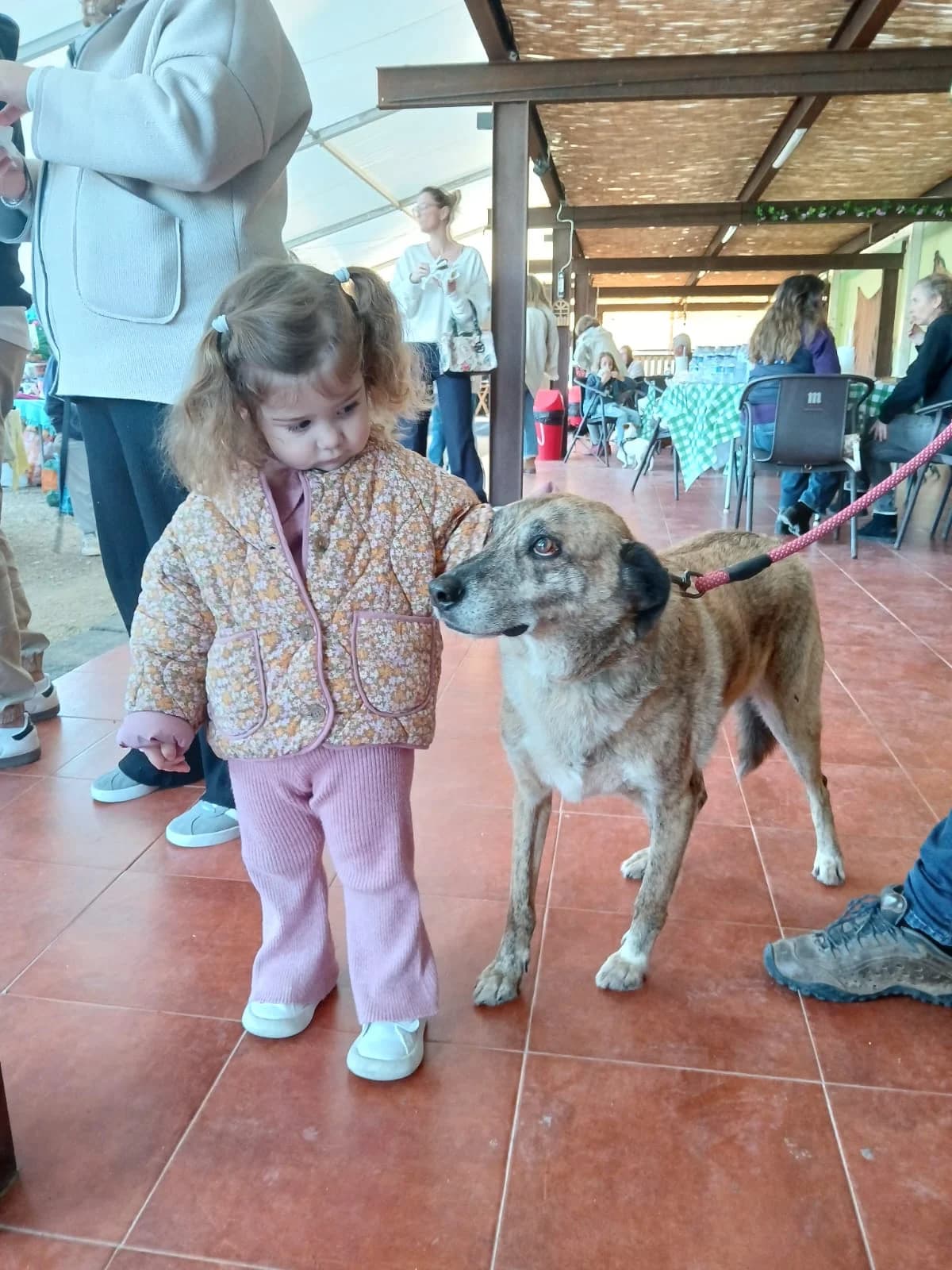 balou,  Mixed Breed for adoption at HOPE 4 FRIENDS e.V. — photo 2 of 8