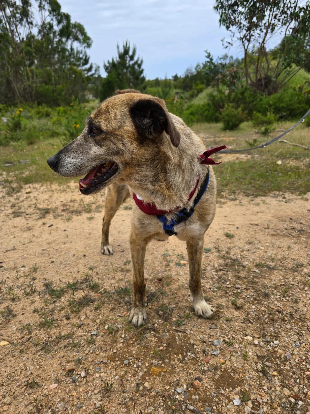 balou,  Mixed Breed for adoption at HOPE 4 FRIENDS e.V. — photo 3 of 8