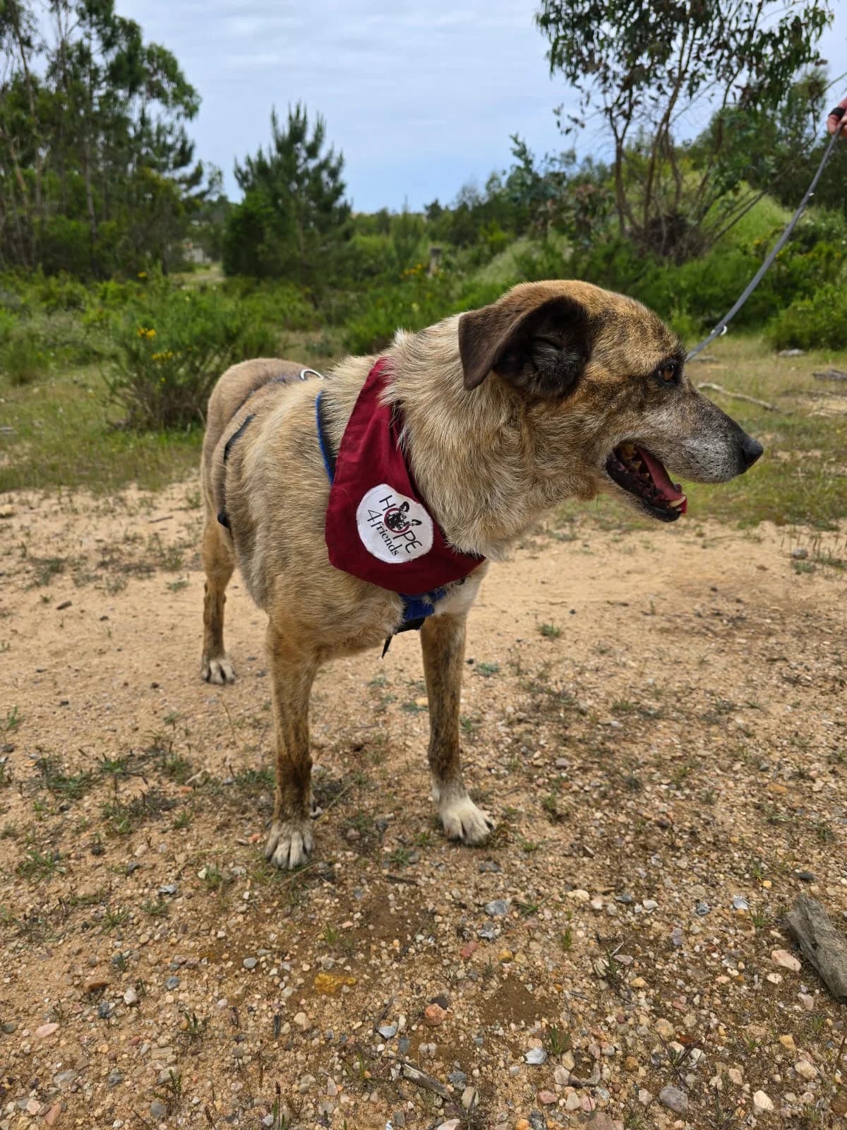balou,  Mixed Breed for adoption at HOPE 4 FRIENDS e.V. — photo 4 of 8