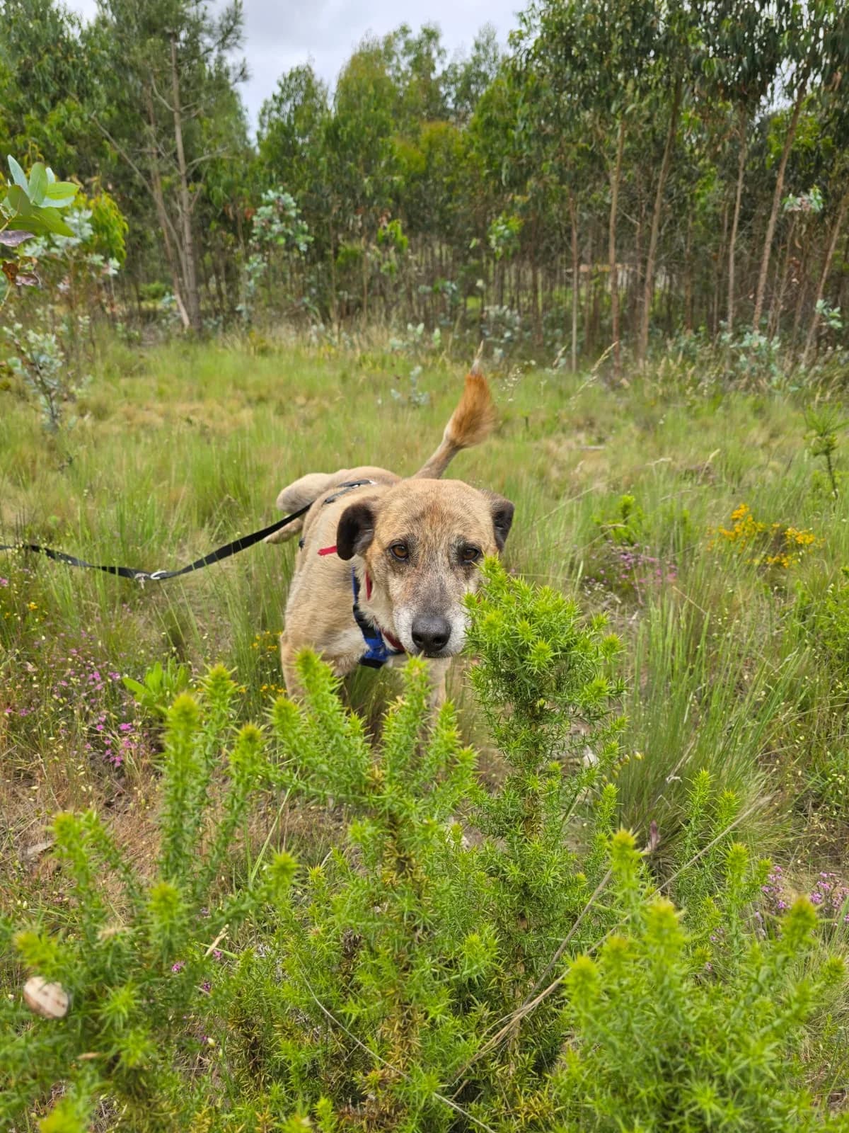 balou,  Mixed Breed for adoption at HOPE 4 FRIENDS e.V. — photo 5 of 8
