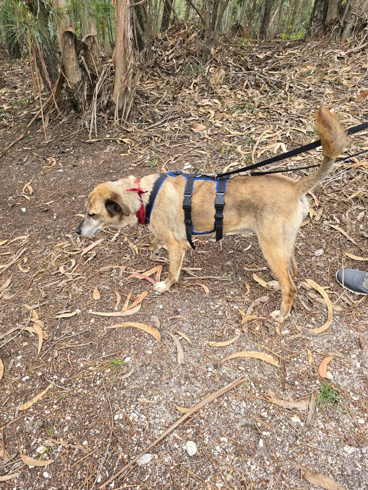 balou,  Mixed Breed for adoption at HOPE 4 FRIENDS e.V. — photo 6 of 8