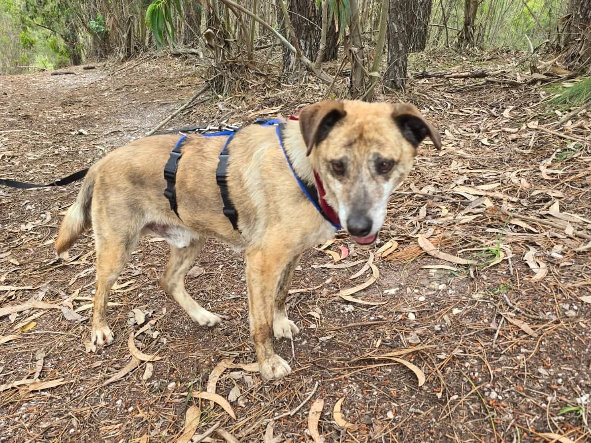 balou,  Mixed Breed for adoption at HOPE 4 FRIENDS e.V. — photo 7 of 8