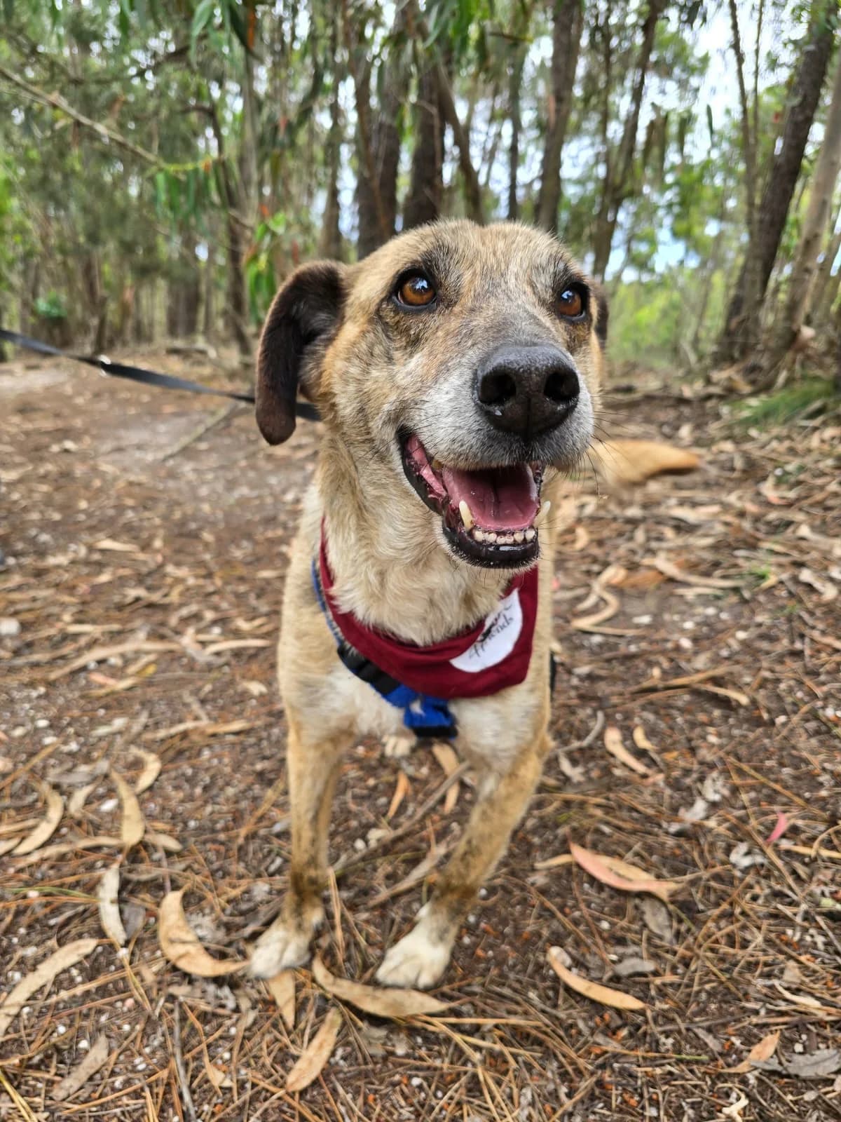 balou,  Mixed Breed for adoption at HOPE 4 FRIENDS e.V. — photo 8 of 8