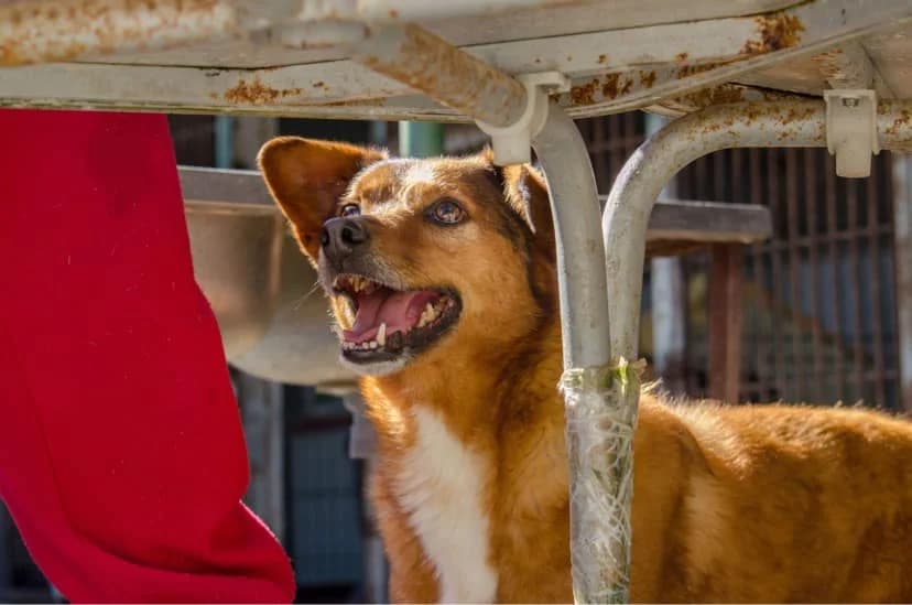 gigi, senior Mixed Breed for adoption at HOPE 4 FRIENDS e.V., Sulzfeld