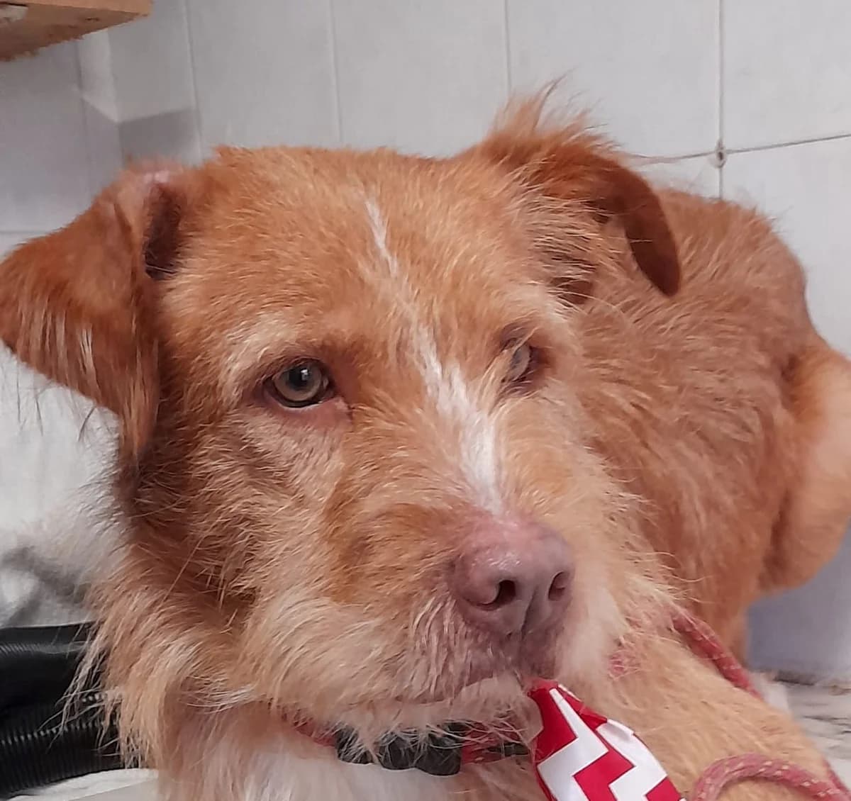 grizzy,  Mixed Breed for adoption at HOPE 4 FRIENDS e.V.