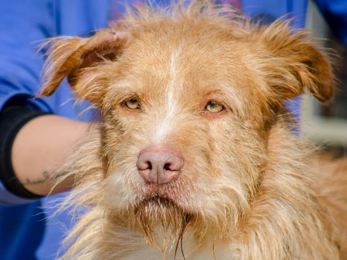 grizzy,  Mixed Breed for adoption at HOPE 4 FRIENDS e.V. — photo 2 of 22