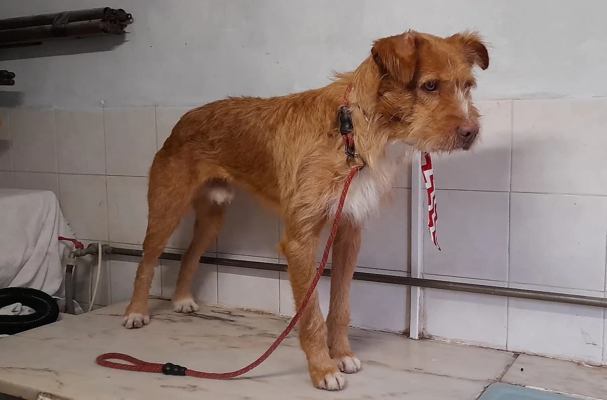 grizzy,  Mixed Breed for adoption at HOPE 4 FRIENDS e.V. — photo 3 of 22