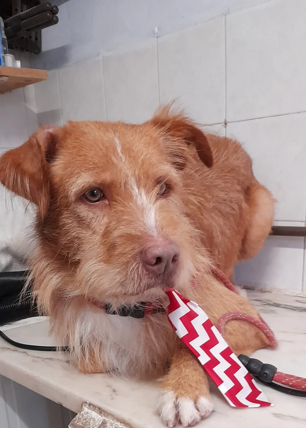 grizzy,  Mixed Breed for adoption at HOPE 4 FRIENDS e.V. — photo 4 of 22