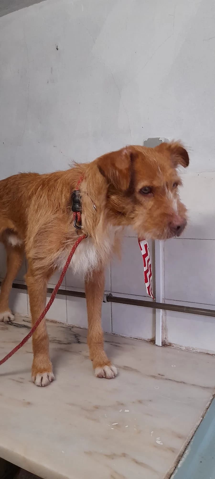 grizzy,  Mixed Breed for adoption at HOPE 4 FRIENDS e.V. — photo 5 of 22