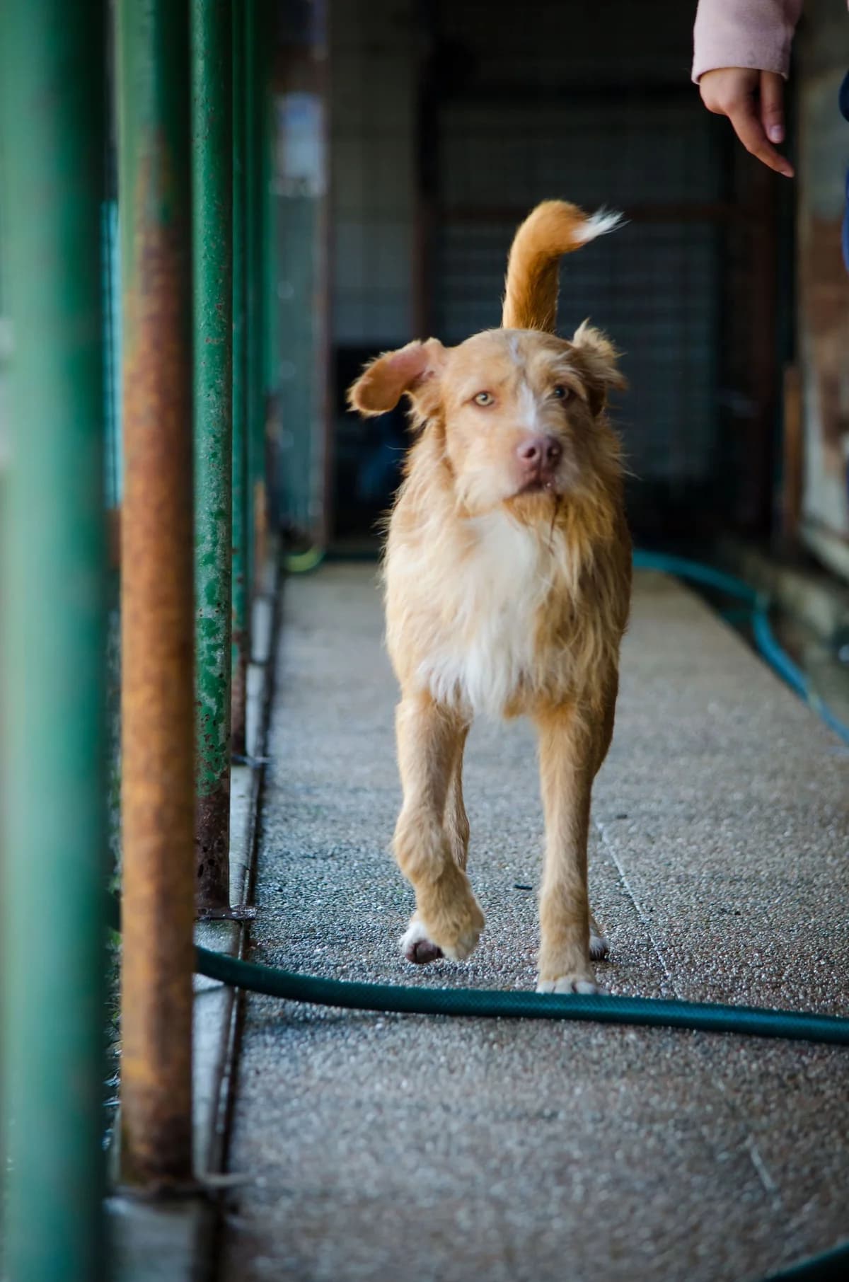 grizzy,  Mixed Breed for adoption at HOPE 4 FRIENDS e.V. — photo 6 of 22