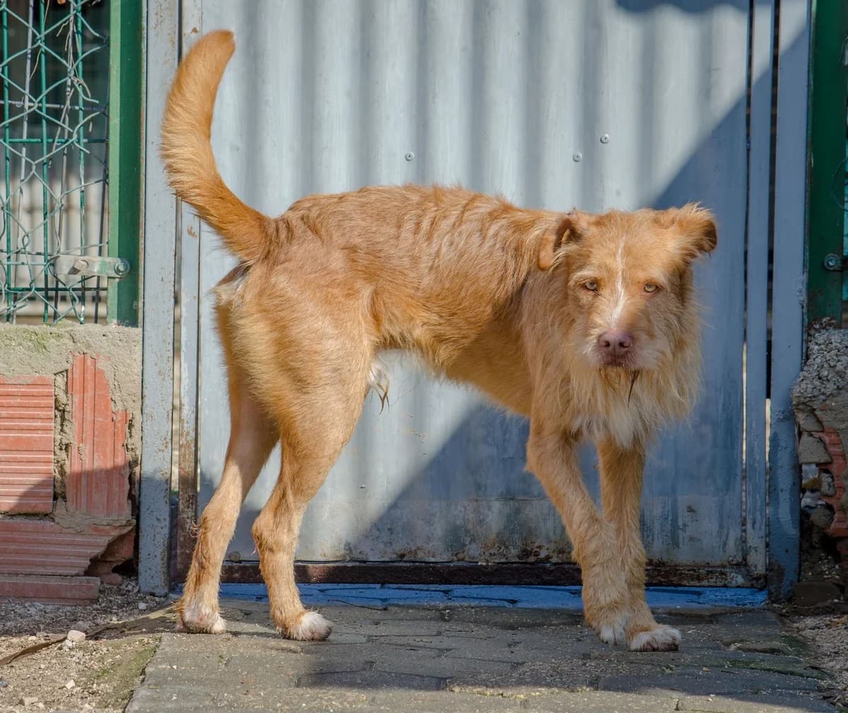 grizzy,  Mixed Breed for adoption at HOPE 4 FRIENDS e.V. — photo 8 of 22