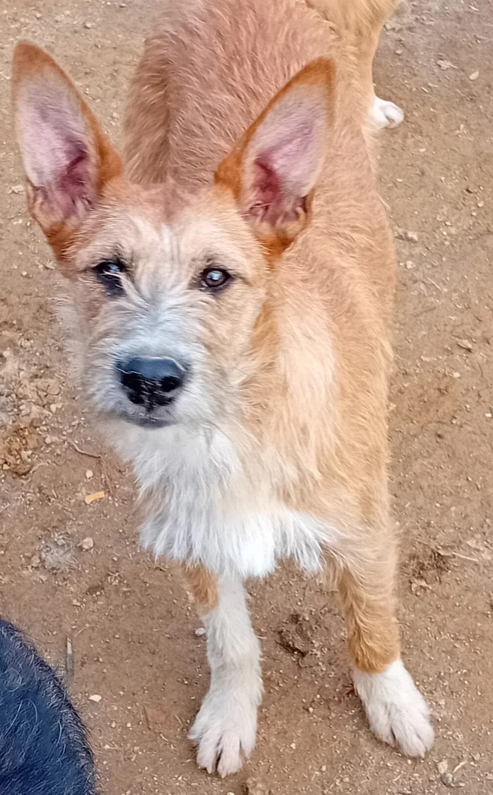 clark, weiß  3yo Mixed Breed for adoption at HOPE 4 FRIENDS e.V., Sulzfeld