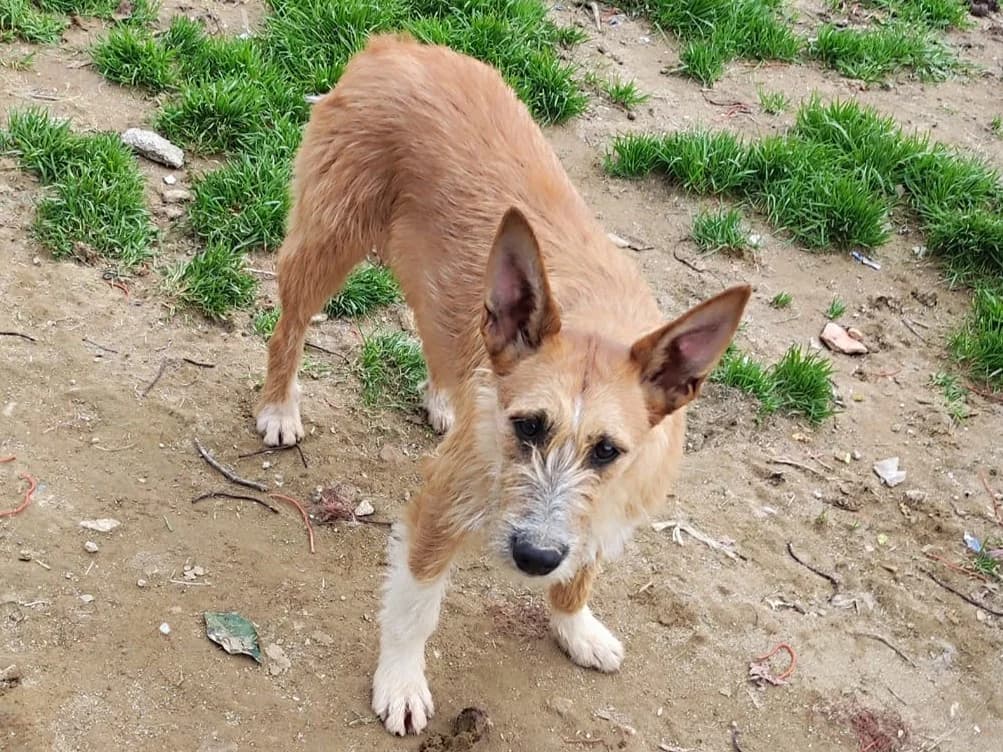 clark,  Mixed Breed for adoption at HOPE 4 FRIENDS e.V. — photo 2 of 8