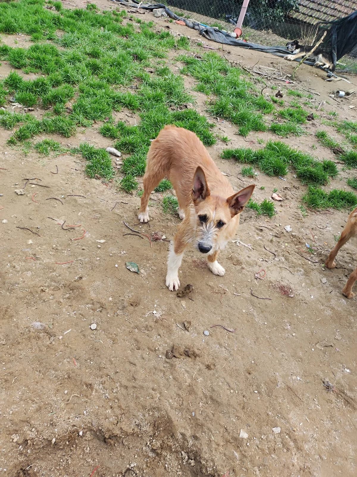 clark,  Mixed Breed for adoption at HOPE 4 FRIENDS e.V. — photo 3 of 8