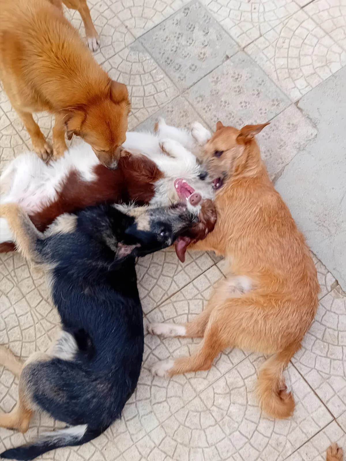 clark,  Mixed Breed for adoption at HOPE 4 FRIENDS e.V. — photo 4 of 8