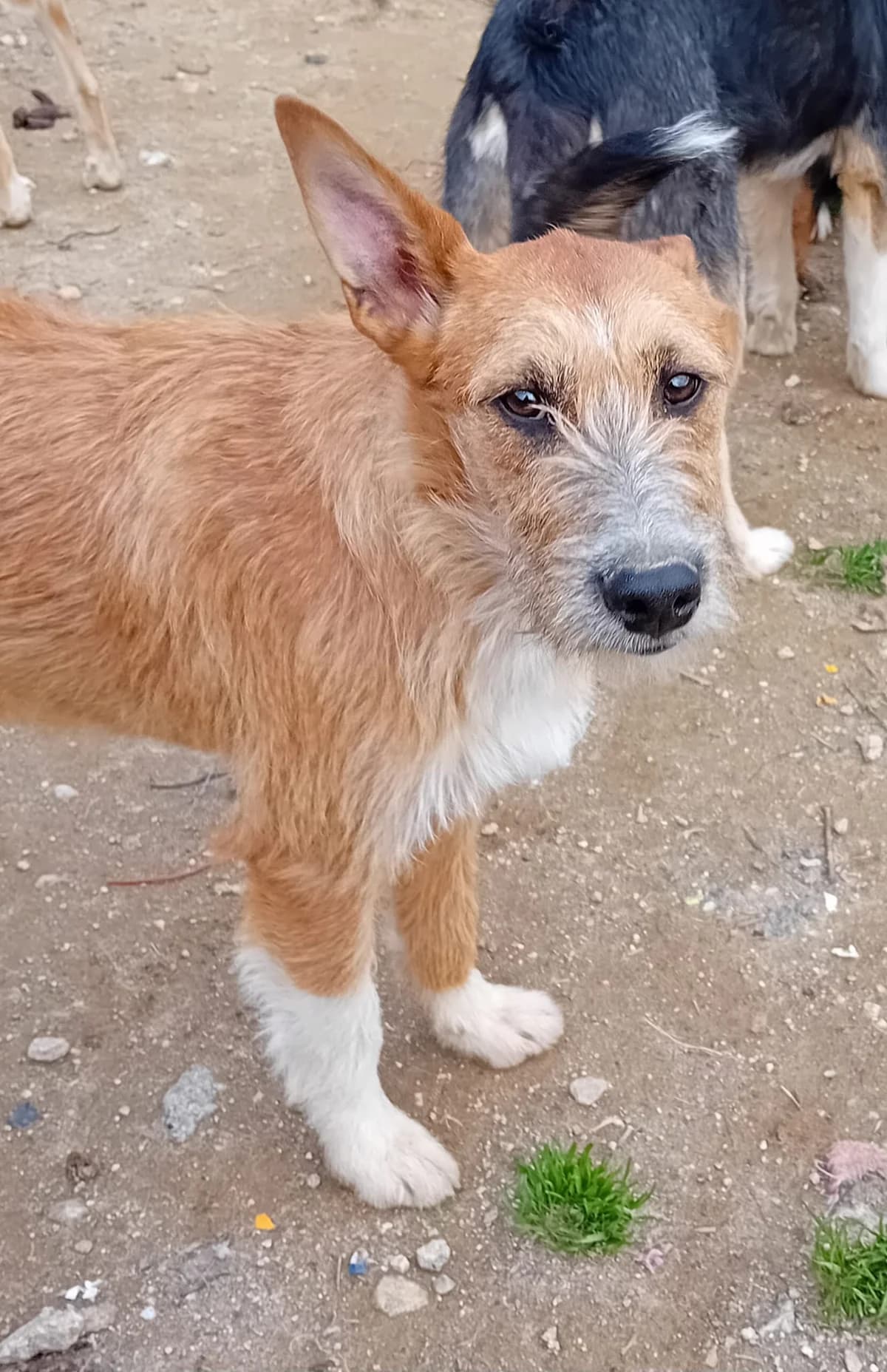 clark,  Mixed Breed for adoption at HOPE 4 FRIENDS e.V. — photo 5 of 8