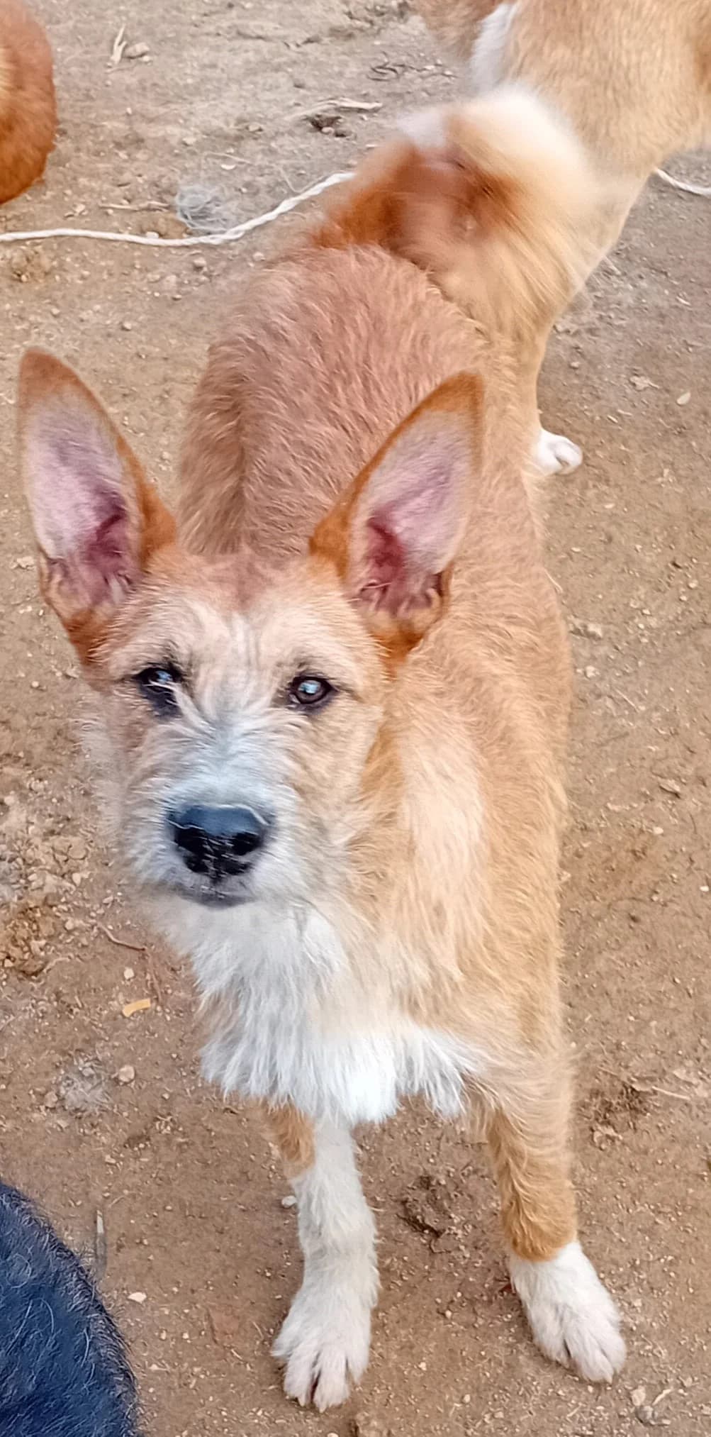 clark,  Mixed Breed for adoption at HOPE 4 FRIENDS e.V. — photo 6 of 8