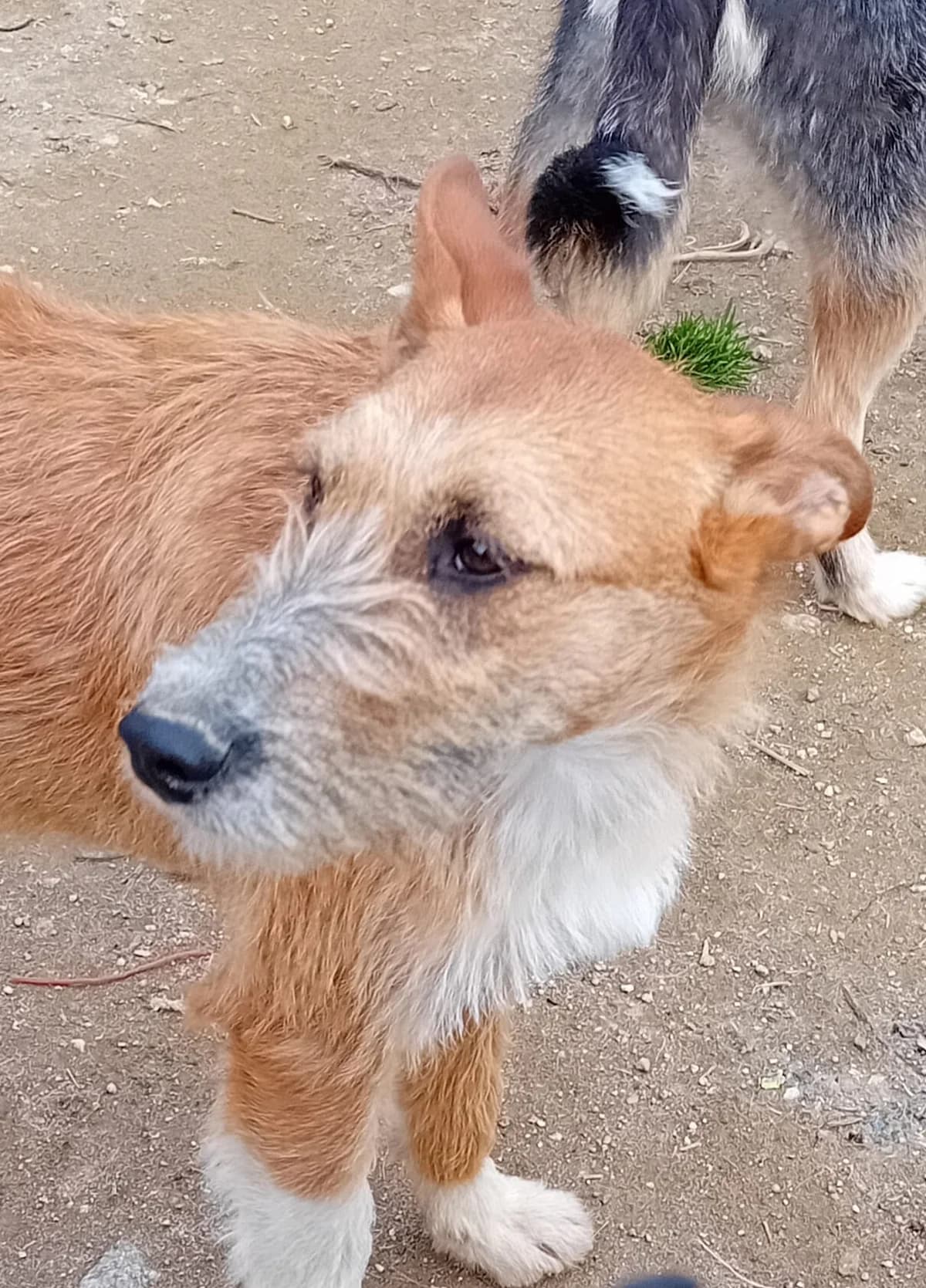 clark,  Mixed Breed for adoption at HOPE 4 FRIENDS e.V. — photo 7 of 8