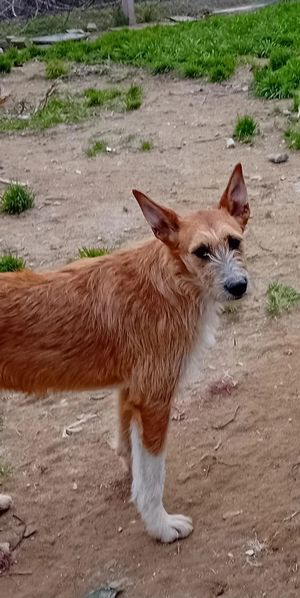 clark,  Mixed Breed for adoption at HOPE 4 FRIENDS e.V. — photo 8 of 8