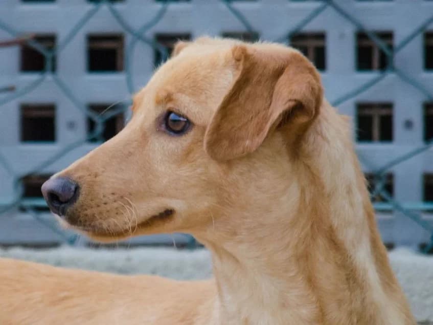 cooper,  3yo Mixed Breed for adoption at HOPE 4 FRIENDS e.V., Sulzfeld