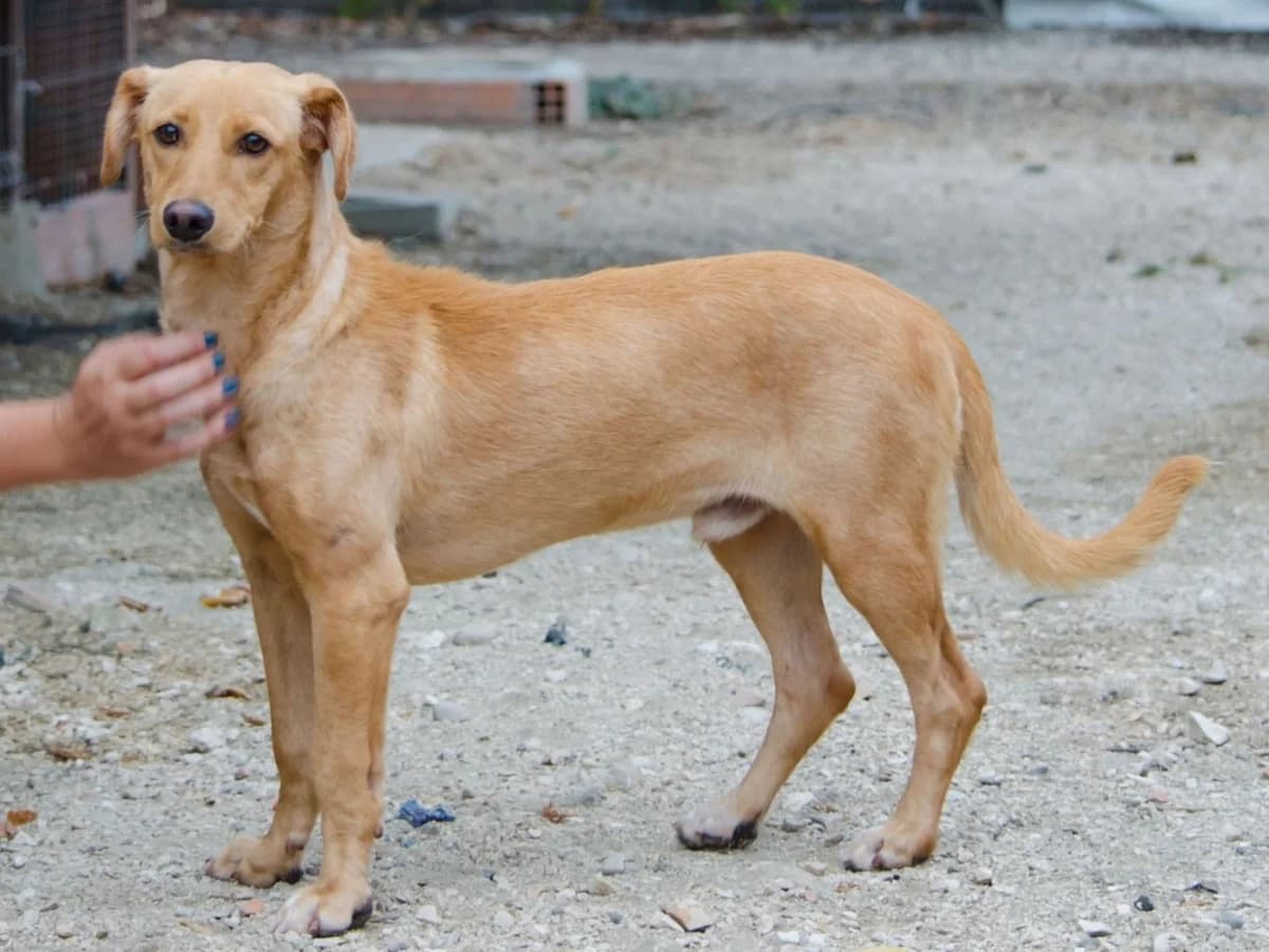 cooper,  Mixed Breed for adoption at HOPE 4 FRIENDS e.V. — photo 2 of 11