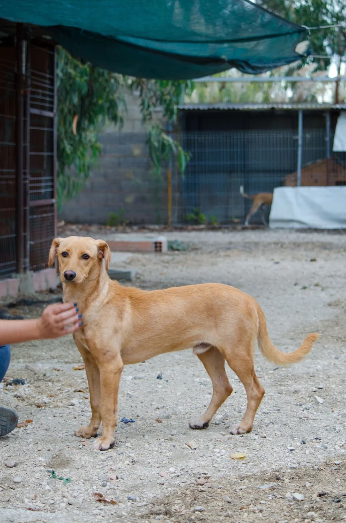 cooper,  Mixed Breed for adoption at HOPE 4 FRIENDS e.V. — photo 3 of 11