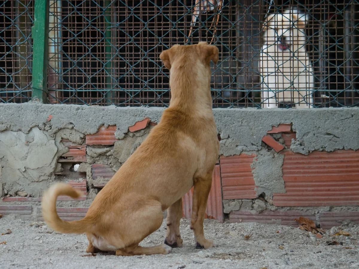 cooper,  Mixed Breed for adoption at HOPE 4 FRIENDS e.V. — photo 4 of 11