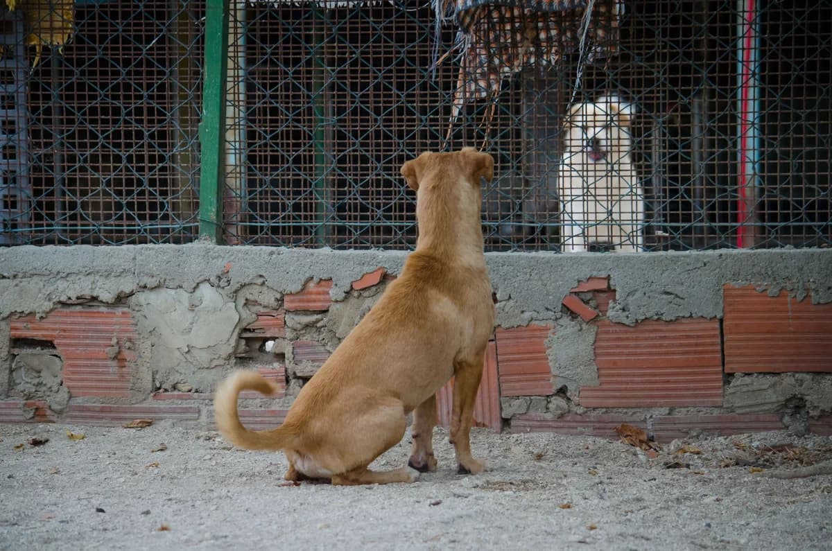 cooper,  Mixed Breed for adoption at HOPE 4 FRIENDS e.V. — photo 5 of 11